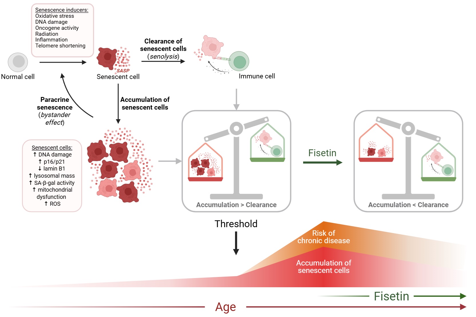 ​Senescent cell accumulation and the threshold theory. Intra- and extracellular stressors can induce cells to enter a state of cellular senescence characterized, among others, by stable cell cycle arrest, resistance to apoptosis, increased generation of reactive oxygen species, and the acquisition of a senescence-associated secretory phenotype (SASP). The SASP can in turn induce senescence locally in neighboring cells, through the “bystander effect”, but also in distant cells systemically. Senescent cells are generally subjected to immunosurveillance and cleared by immune cells in a process known as senolysis. However, when the rate of generation of new senescent cells reaches a threshold that exceeds the rate of clearance by immune cells, in part due to declining immune function, senescent cells accumulate in tissues. This contributes to organ and tissue dysfunction, potentially leading to the development of chronic diseases. Fisetin, as a potential senotherapeutic, could reduce senescent cell burden to a level where the immune system can again effectively control and prevent the accumulation of senescent cells, and thereby delay the onset and progression of chronic disease.Figure created with BioRender and modified from Tavenier et al., 2024,​